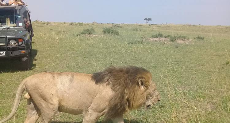 Hot Air Balloon safari in Maasai Mara National Reserve with Bush Breakfast - Perfect Wilderness Tours And Safaris 9