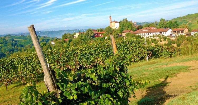 Paysage viticole avec des collines ondulantes et un clocher au loin.