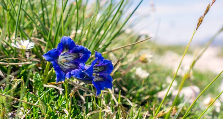 Nahaufnahme von blauen Blumen in einem Grasfeld.