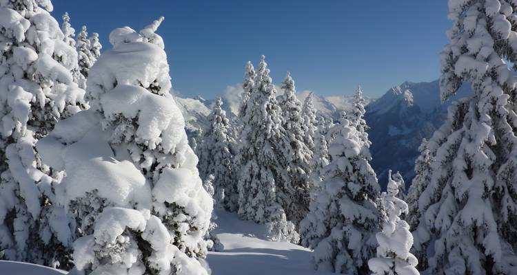 Arbres à feuilles persistantes couverts de neige sur une montagne sous un ciel bleu.