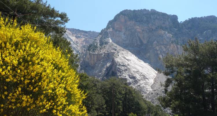 Mountain landscape with trees and a bright flowering shrub.