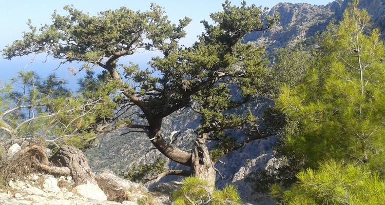 Gnarled tree on a mountain slope with distant views of the sea.