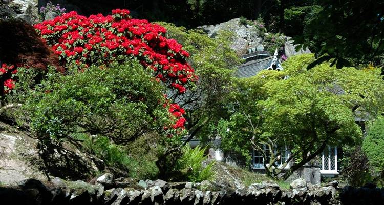 Weelderige tuin met levendige rode rhododendrons en bladrijke bomen rondom een cottage dak.