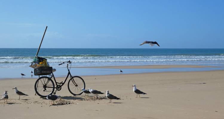 Des mouettes entourant un vélo sur une plage de sable.