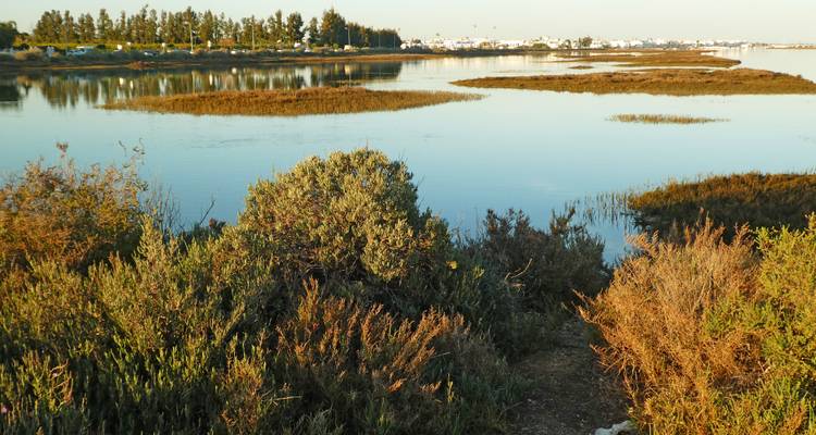 Marécage avec eau calme reflétant la végétation.