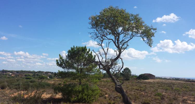 Arbres clairsemés dans un paysage sec sous un ciel bleu.