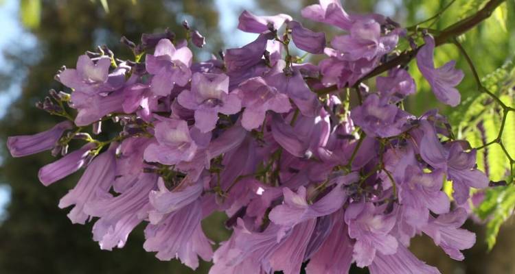 Gros plan de fleurs violettes sur un arbre.