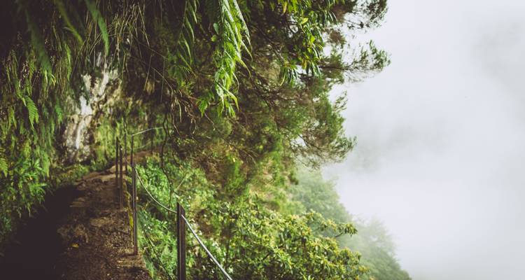 Schmaler Pfad durch dichtes Blattwerk an einem nebligen Tag.