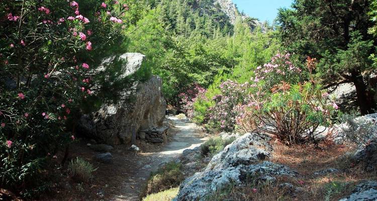 Sentier entouré d'arbres verts luxuriants et de fleurs roses dans une région montagneuse.