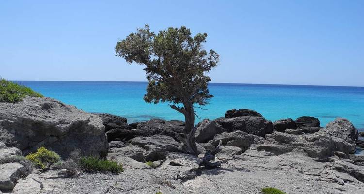 Arbre solitaire sur un rivage rocheux surplombant la mer.