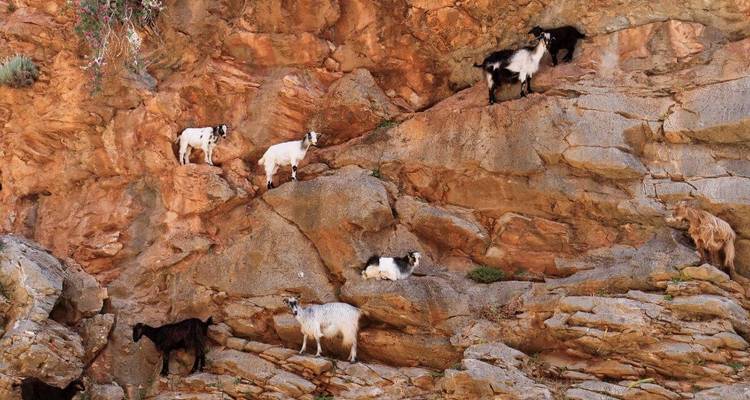 Des chèvres grimpant sur une paroi rocheuse.
