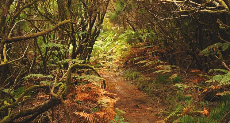 Forêt dense avec un sentier étroit couvert par les arbres.