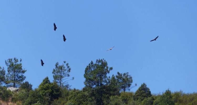 Vögel fliegen über Bäume unter einem klaren blauen Himmel.