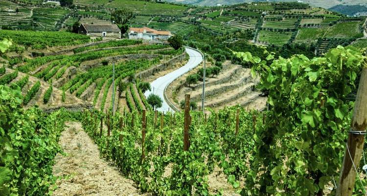Vignobles en terrasses sous un ciel bleu dégagé.