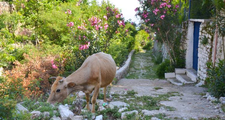 Kuh grast neben Steinweg mit lebendiger Flora.