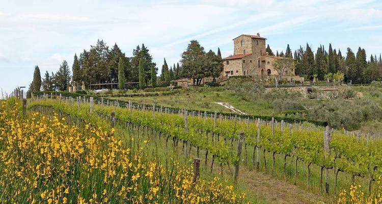 Vineyard with a traditional stone house and yellow flowers.