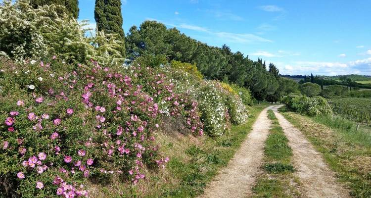 Pathway lined with flowers and greenery on a sunny day.