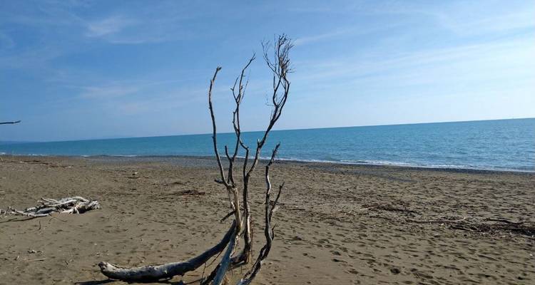 Beach scene with blue sea and clear sky, driftwood in the foreground.