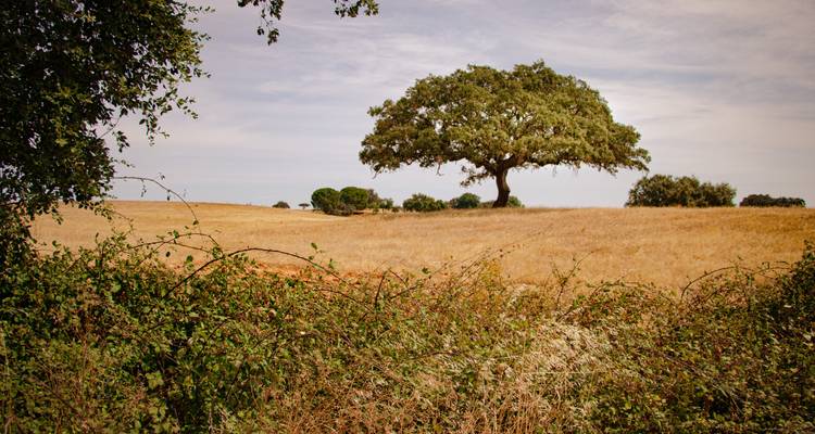 A solitary tree stands in a dry, grassy field under a cloudy sky.