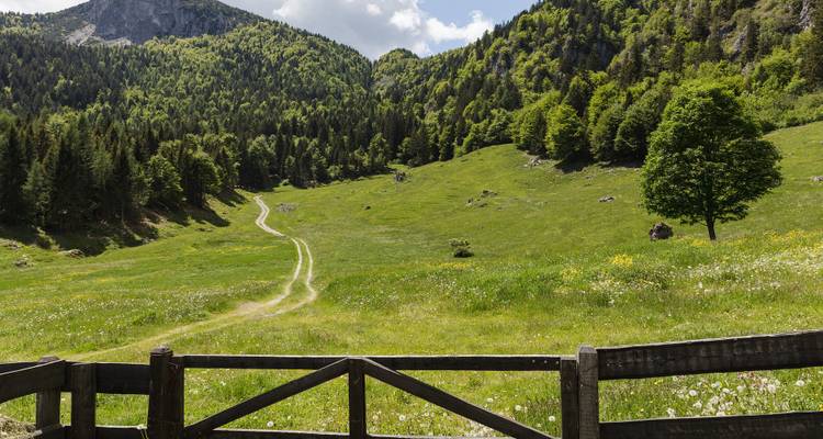 Campos verdes ondulantes y un bosque bordeado por montañas.
