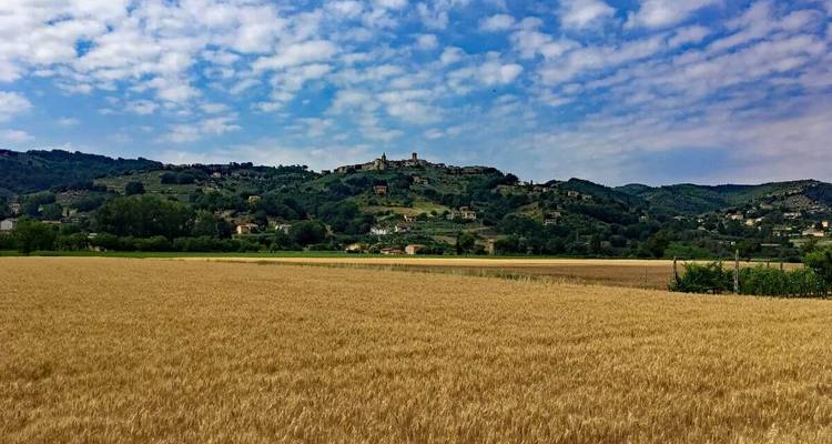 Champ de blé mûr avec des collines ondulantes en arrière-plan.