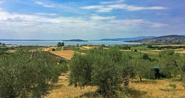 Vue panoramique de champs, d'oliviers et d'un lac au loin.