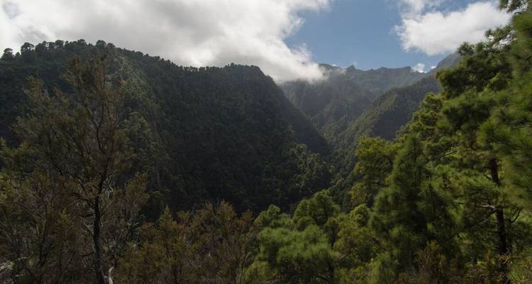 Waldbedeckte Berge mit Wolkendecke in der Ferne.