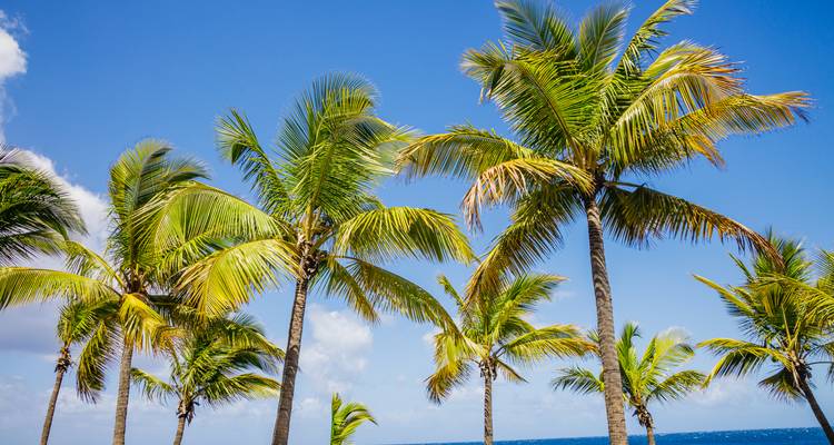 Palmeras bajo un cielo azul claro.