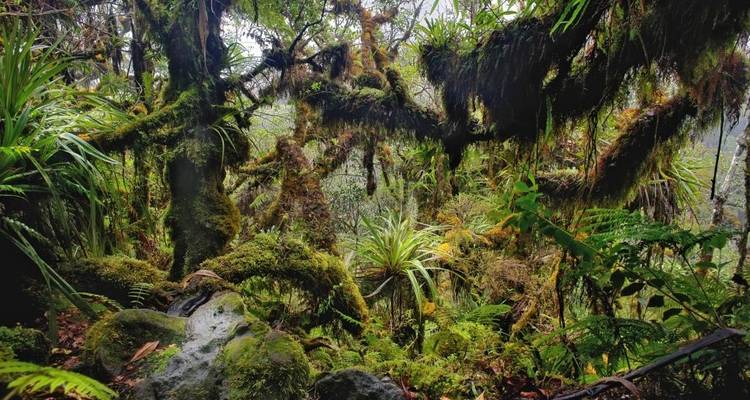 Forêt dense avec des arbres et des plantes couverts de mousse.