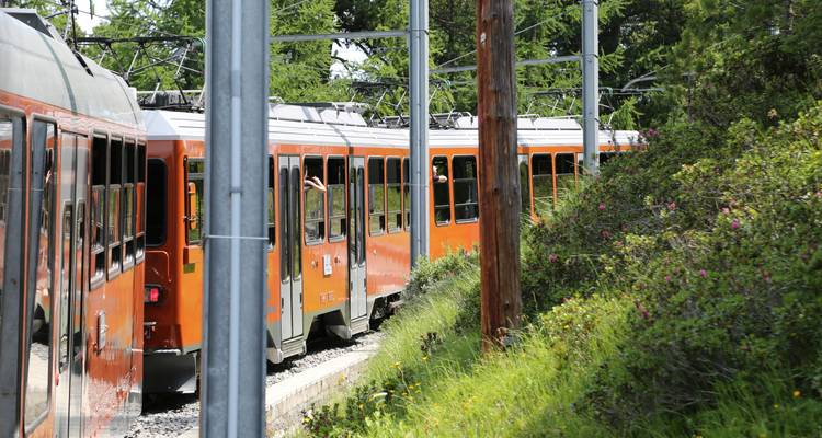 Un train orange traversant une zone forestière avec des poteaux électriques.