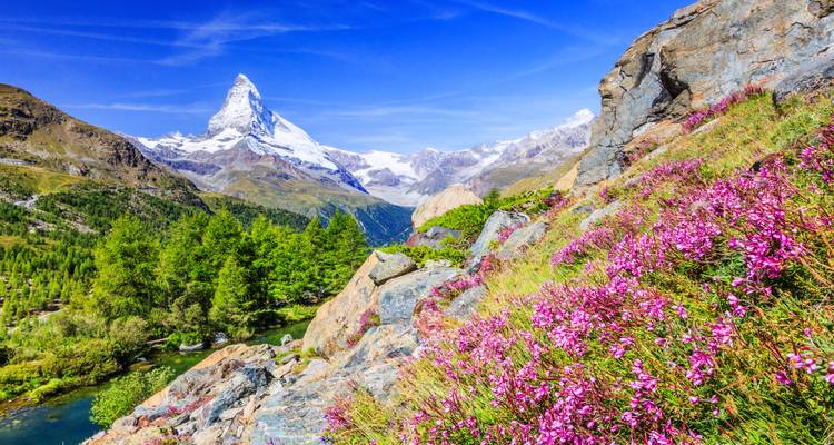 Paysage lumineux avec des fleurs et la montagne du Cervin.