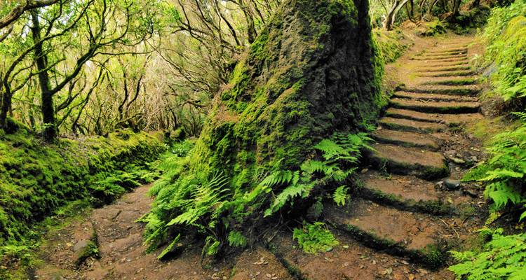 Sentier forestier avec marches en pierre et végétation luxuriante.