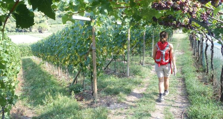 Person walking through a vineyard under sunny skies.