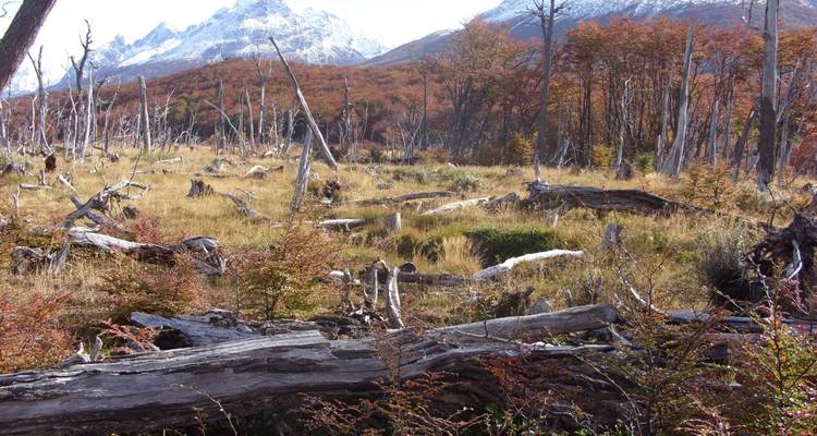 Pradera con árboles caídos y montañas en la distancia.