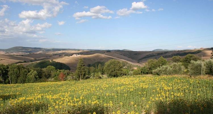 Champ de tournesols avec des collines ondulantes en arrière-plan.