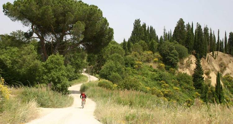 Cycliste sur un sentier sinueux à travers une zone forestière.
