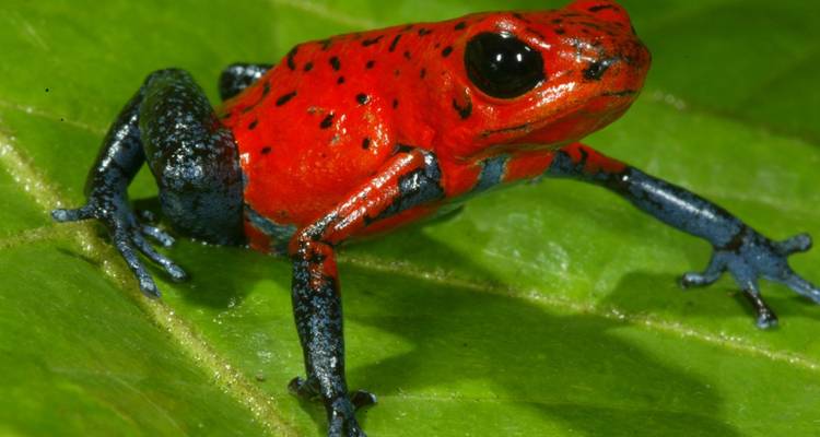 Une grenouille fléchée rouge et noire vibrante dans une forêt tropicale luxuriante.