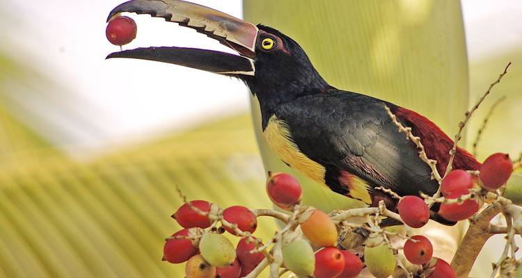 Toucan coloré tenant un fruit rouge vif dans son bec.