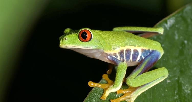 Une rainette aux yeux rouges vifs perchée sur une feuille verte brillante.