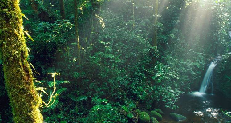 Sunlight streaming through dense jungle foliage towards a small waterfall.