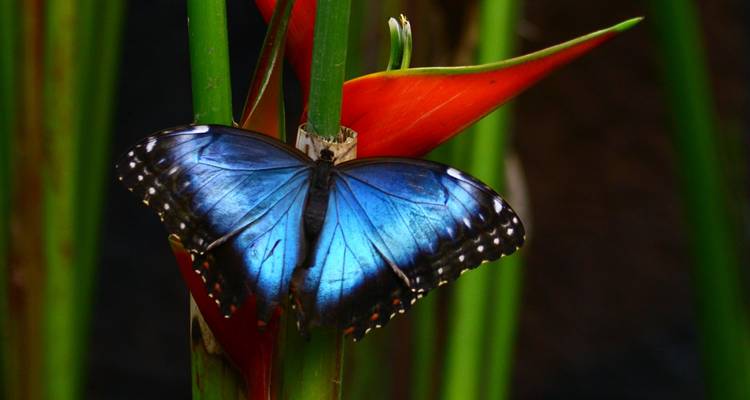 Close-up of a vibrant blue butterfly on a plant.
