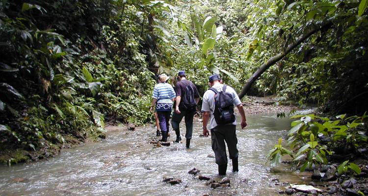 People hiking through a lush jungle stream.
