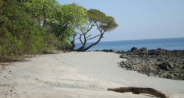 Plage côtière avec du sable et des arbres près de l'océan.