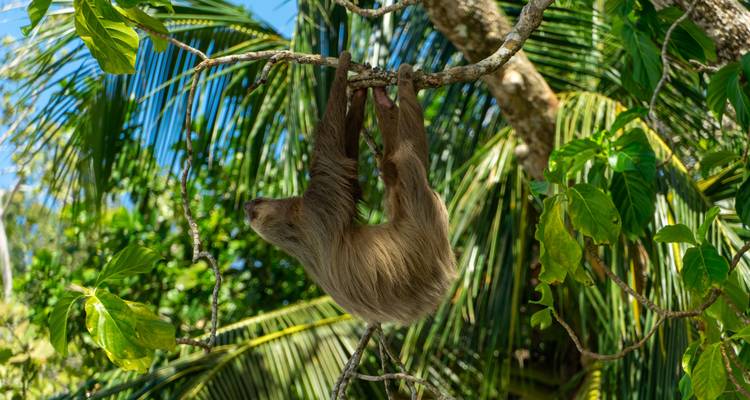 Een bruinkeelluiaard hangt ondersteboven aan een jungletak te midden van palmbladeren.