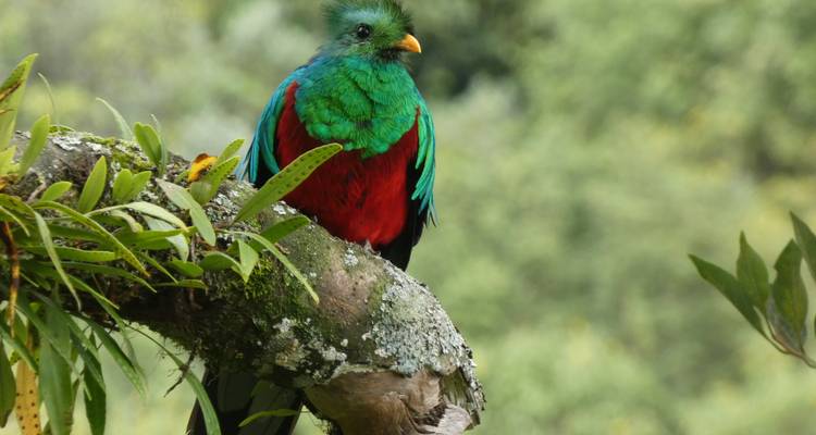 Een felgroene en rode schitterende quetzal zit op een met korstmos bedekte tak in het wolkenbos.