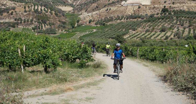 Groupe de cyclistes sur un chemin de terre entouré de vignobles.