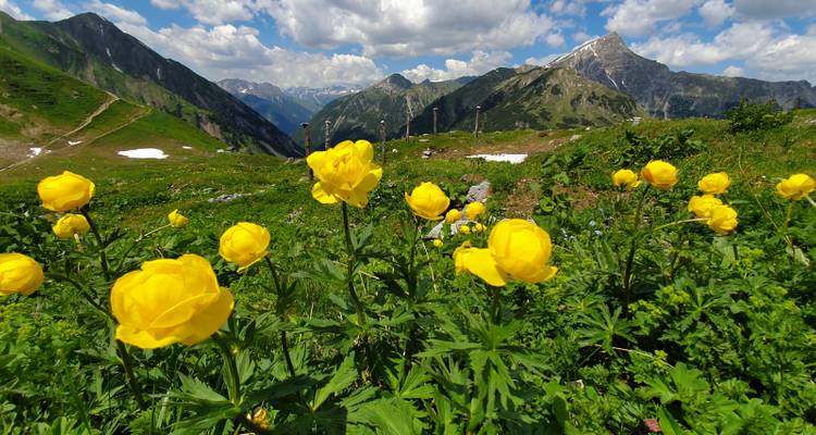 Gelbe Wildblumen im Vordergrund mit Bergen in der Ferne.