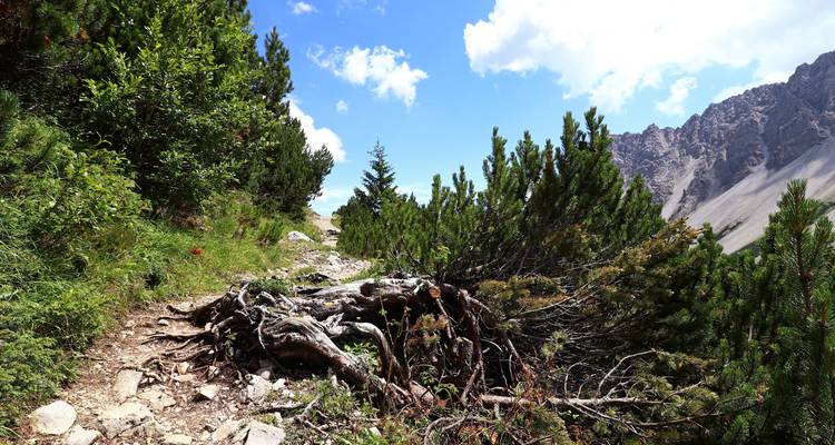 Bergpfad mit Kiefern und Felsen.