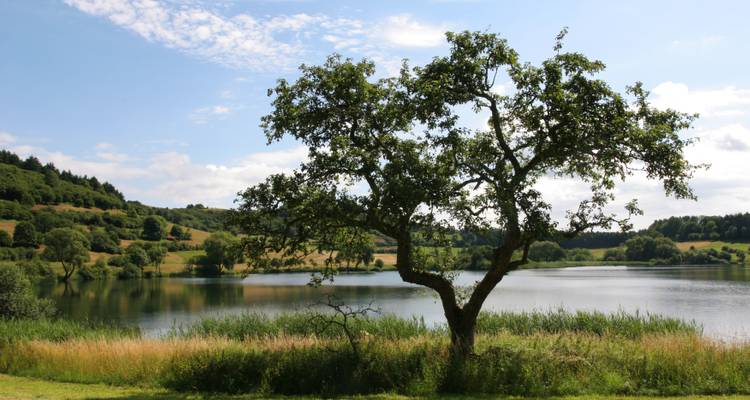 Einsamer Baum an einem See mit Hügeln im Hintergrund.
