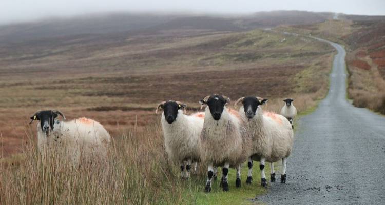 Groupe de moutons sur une route rurale brumeuse dans un paysage vallonné.
